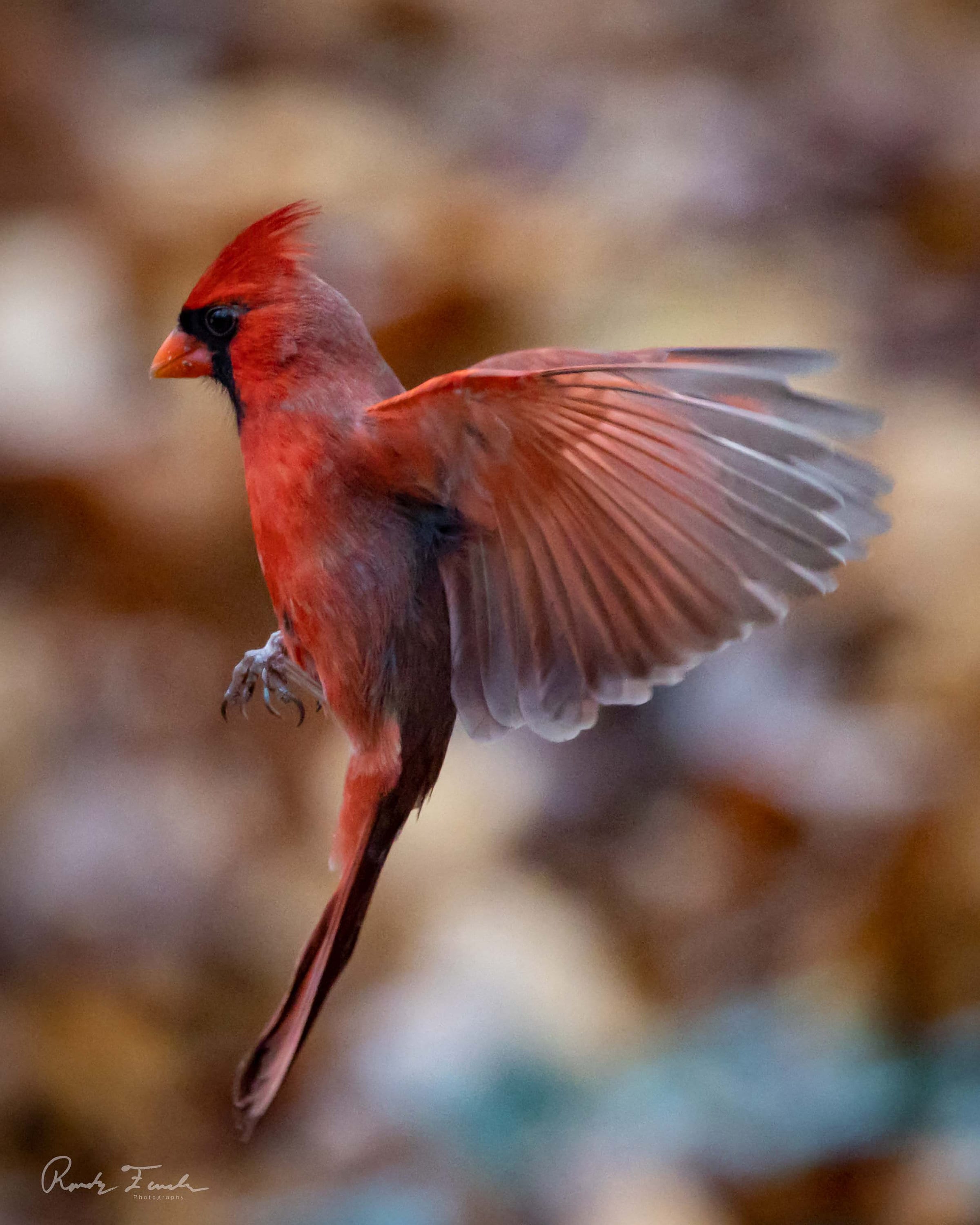 Northern Cardinal Bird in Flight Digital Print Etsy