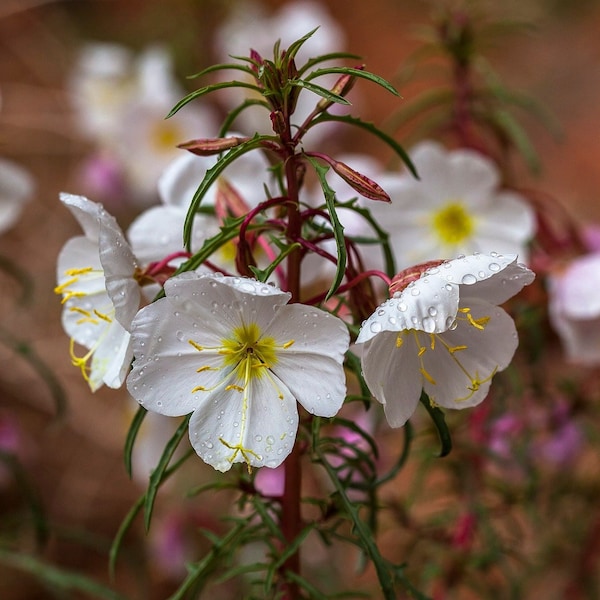 Pale Evening Primrose, 300+ Seeds, Oenothera Pallida, Medicinal & Culinary Herb Seeds Heirloom Non-GMO US Seller Free Shipping, SmilingSeeds