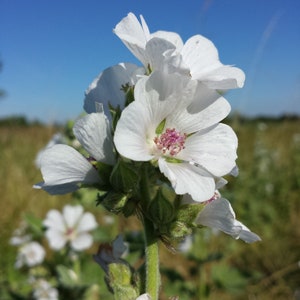 Marshmallow, Organic, 20 Seeds, Medicinal & Culinary Herb Seeds Heirloom Non-GMO US Farm Free Shipping SmilingSeeds