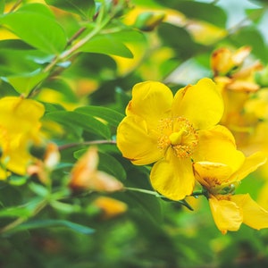 Saint John's Wort, Organic, 200 Seeds, Medicinal & Culinary Herb Seeds Heirloom Non-GMO US Farm Free Shipping SmilingSeeds