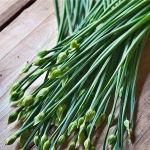 Garlic Chive, Chinese Leek, 200 Seeds, Medicinal & Culinary Herb Seeds Asian Vegetable Heirloom Non-GMO US Farm Free Shipping SmilingSeeds