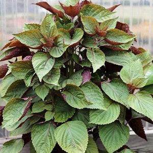 Vietnamese Shiso Perilla, 100 Seeds, Jeok Ssam IP Shiso Herb Seeds Oriental Large Leaf Purple Perilla Heirloom Non-GMO US Farm Free Shipping
