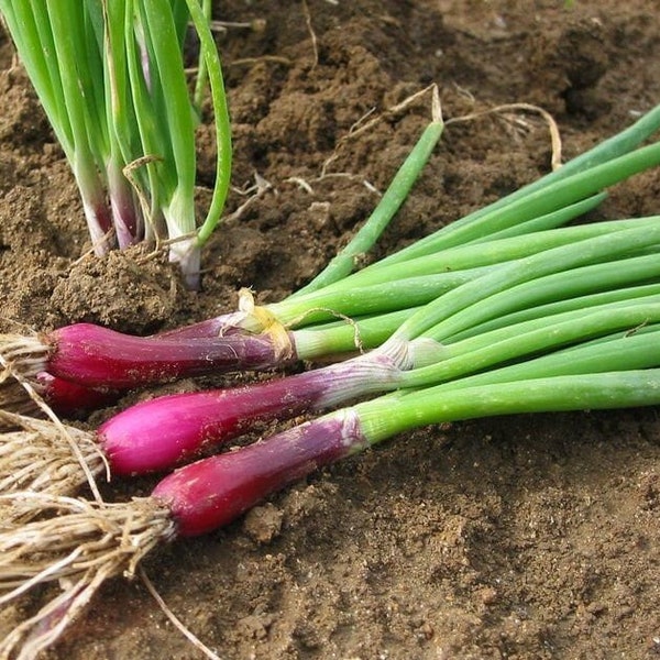 Red Beard Bunching Onion, 100 Seeds, Chinese Green Onion, Scallions, Asian Vegetable Seeds Heirloom Non-GMO US Farm Free Shipping