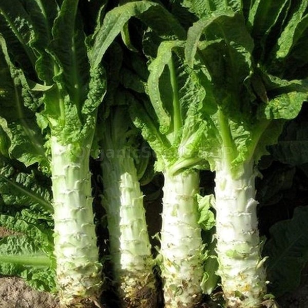 Celtuce Summer 38, 200 Seeds, Chinese Stem Lettuce Seeds Asparagus Slow Bolting Oriental Vegetable Heirloom Non-GMO US Farm Free Shipping