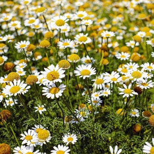 Roman Chamomile, 200 Seeds, Medicinal & Culinary Herb Seeds Herbal Tea Rare Herb Seeds Heirloom Non-GMO US Farm Free Shipping SmilingSeeds