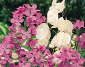 Money Plant, 50 Seeds, Four O 39 clock Garden Flowers Wildflowers Seeds Heirloom Non-GMO US Farm Free Shipping SmilingSeeds