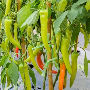 Sweet Banana Pepper, 100 Seeds, Golden Yellow Pepper Seeds Vegetable Award Heirloom Non-GMO US Farm Free Shipping Smiling Seeds