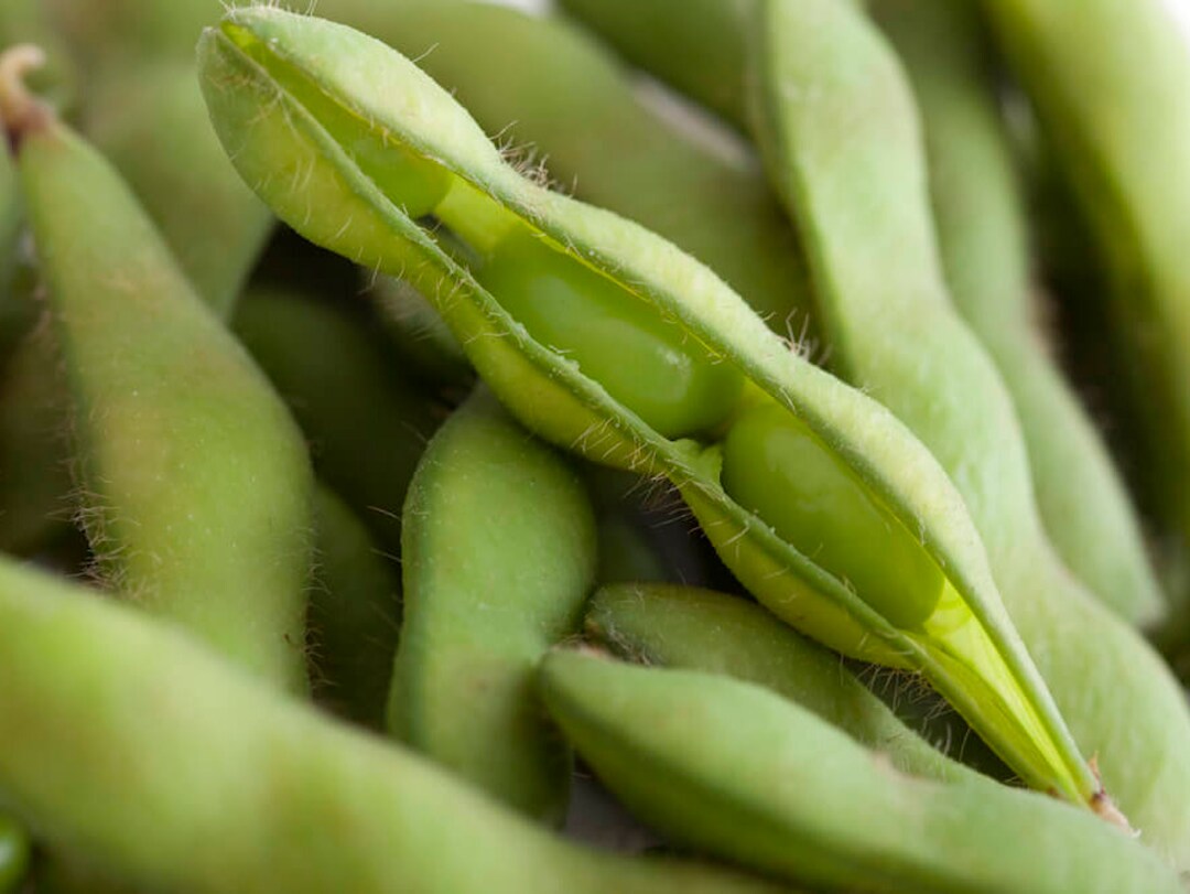 Edamame, 20 Seeds, Highly Productive Chinese Japanese Edamame Bean
