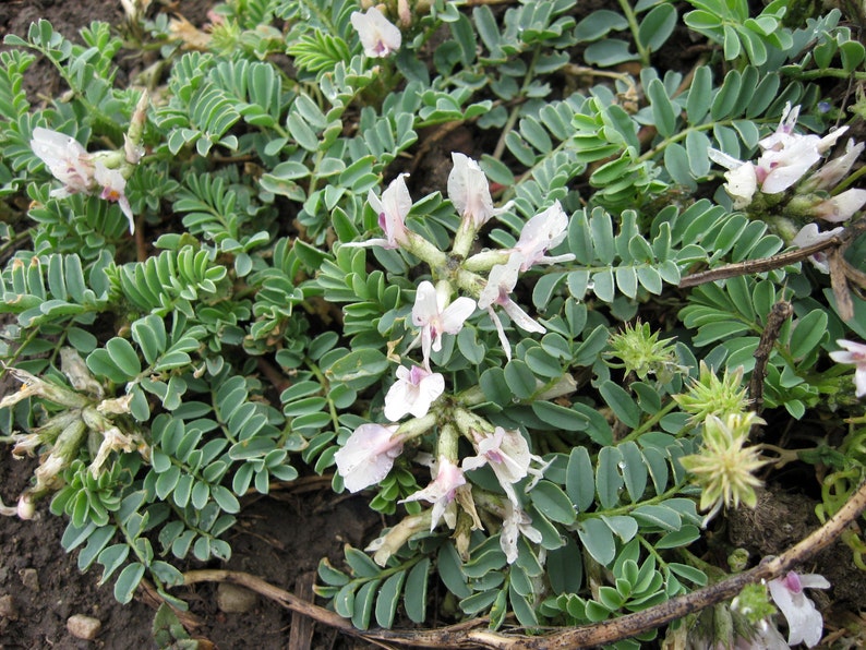 Astragalus huangqi Milk Vetch Organic 25 Seeds Etsy