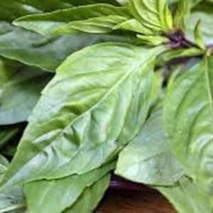 Sweet Large Leaf Thai Basil, 100+ Seeds, Medicinal Herb, Culinary Herb Seeds, Thai Cuisine Spice, Heirloom Non-GMO US Farm Free Shipping