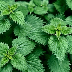 Stinging Nettle, Organic, 200 Seeds, Urtica Dioica, Medicinal Herb & Culinary Herb Seeds, Heirloom Non-GMO US Free Shipping, Smiling Seeds