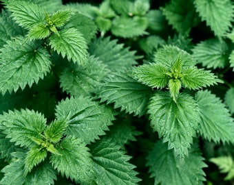 Stinging Nettle, Organic, 200 Seeds, Urtica Dioica, Medicinal Herb & Culinary Herb Seeds, Heirloom Non-GMO US Free Shipping, Smiling Seeds