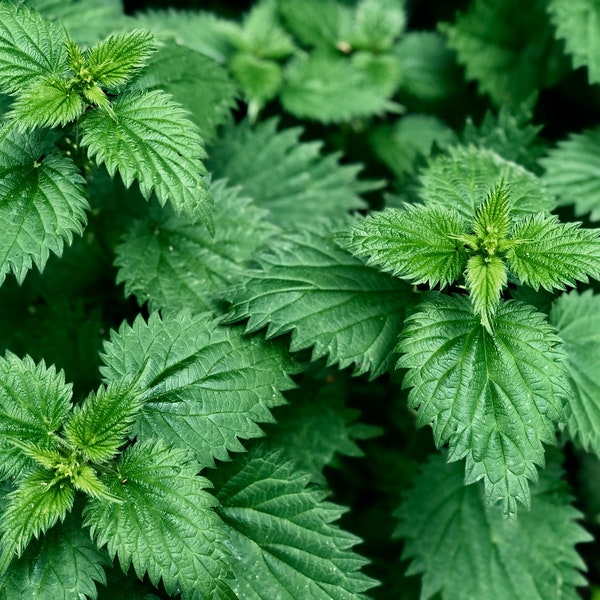 Stinging Nettle, Organic, 200 Seeds, Urtica Dioica, Medicinal Herb & Culinary Herb Seeds, Heirloom Non-GMO US Free Shipping, Smiling Seeds