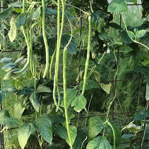 Oriental Yard Long Bean, 30 Seeds, Pole Bean Green Bean Seeds Asian Vegetable Seeds Heirloom Non-GMO Open Pollinated US Farm Free Shipping