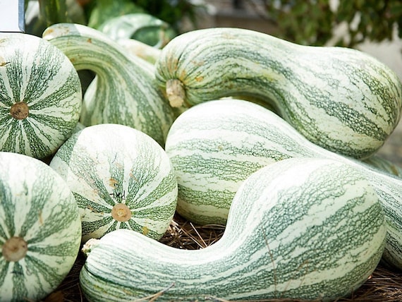 Cushaw Green Striped Pumpkin, 30 Seeds, Sweet Winter Squash Turban Shaped  Heirloom Non-gmo US Farm Vegetable Fast Shipping Smilingseeds - Etsy