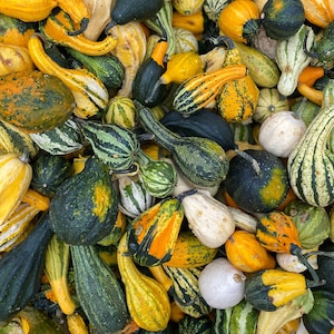 Small Gourd Mix, 25 Seeds, Pumpkin Squash Seeds, Heirloom Non-GMO, US Farm, Vegetable, Fast Shipping, SmilingSeeds