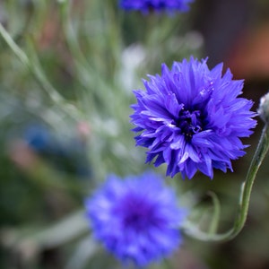 Tall Blue Cornflower, 100 Seeds, Bachelor Button Blue Blossom Garden Flowers Wildflowers Seeds Heirloom Non-GMO US Farm Free Shipping