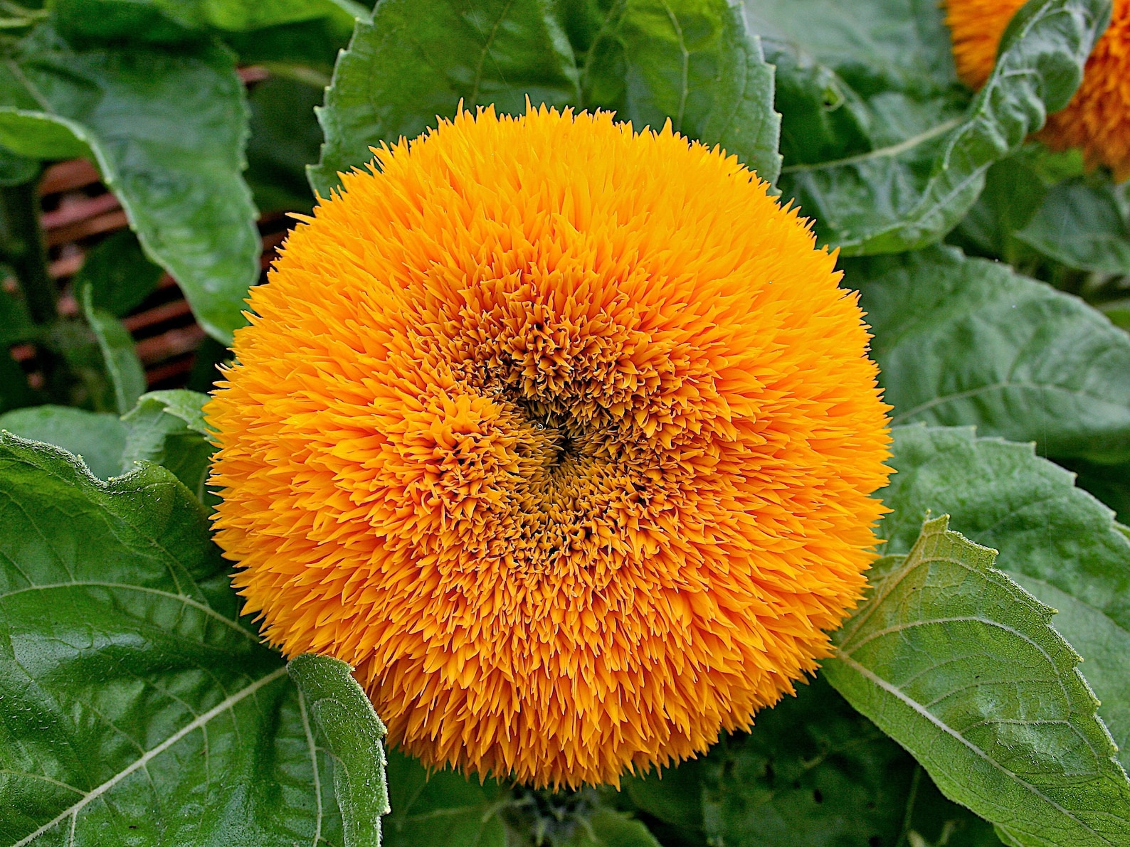 8 Varieties Sunflowers Mixture Seeds 50 Seeds Rare Variety Etsy