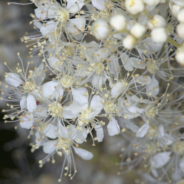 Meadowsweet, Organic, 100 Seeds, Spiraea Ulmaria, Filipendula Ulmaria, Medicinal & Culinary Herb Seeds Heirloom Non-GMO US Free Shipping