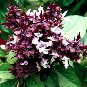 Siam Queen Basil, Sweet Thai Basil, 200 Seeds, Medicinal & Culinary Herb Seeds Thai Cuisine Spice Heirloom Non-GMO US Farm Free Shipping