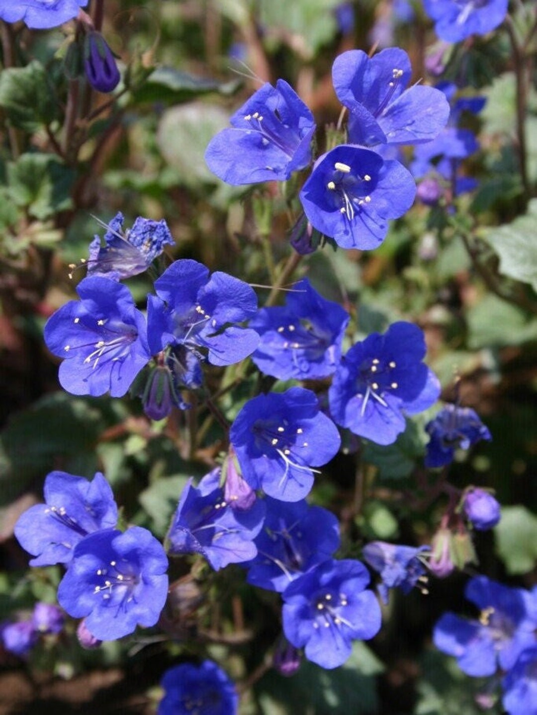 California Bluebell, 200 Seeds, Desertbell Blue Blossom Garden Flowers Wildflowers Seeds