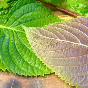 Korean Shiso Perilla, 100 Seeds, Oriental Large Leaf Perilla Green Purple Mint Culinary Herb Seeds Heirloom Non-GMO US Farm Free Shipping