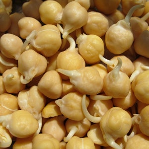 Garbanzo Bean, Chickpea, Organic, 30 Seeds, Chana Vegetable Seeds Heirloom Non-GMO US Farm Free Shipping SmilingSeeds