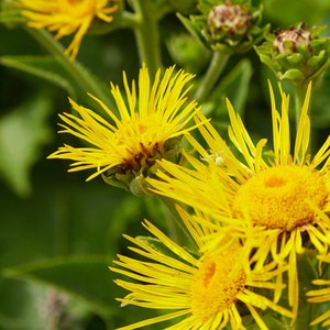Official Elecampane, Organic, 20 Seeds, Elf Dock, Horse Heal, Medicinal Herb & Culinary Herb Seeds Heirloom Non-GMO US Farm Free Shipping