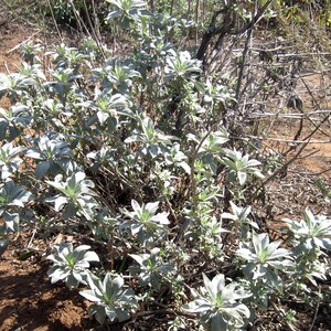 thumbnail interactive-video image 1 of White Sage Cultivated - Regenerative Organic Certified® - Oshala Farm 1 of 11