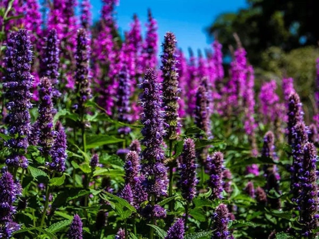 Korean Licorice Mint huoxiang, Organic, 100 Seeds, Medicinal