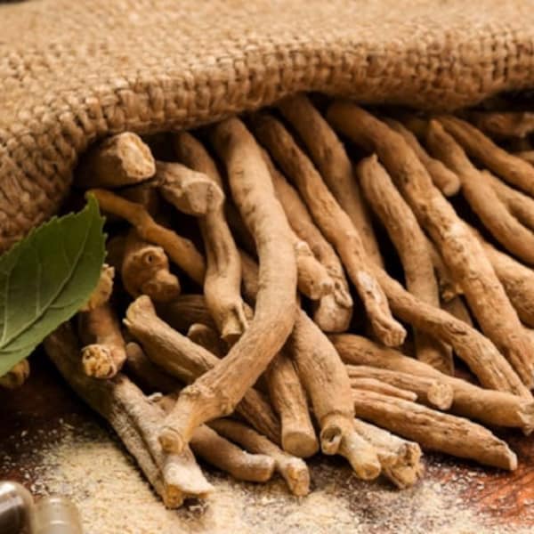 Ashwagandha, Indian Ginseng, Organic, 50 Seeds, Medicinal & Culinary Herb Seeds Heirloom Non-GMO US Farm Free Shipping SmilingSeeds