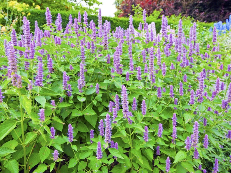 Korean Licorice Mint huoxiang Organic 100 Seeds Etsy