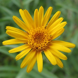 Arnica Montana, Organic, 15 Seeds, Mountain Arnica Organic Arnica Seeds Medicinal Culinary Herb Seeds Heirloom Non-GMO US Farm Free Shipping