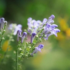 Official Skullcap, Organic, 100 Seeds, Mad Dog Skullcap, Blue Skullcap, Medicinal Culinary Herb Seeds Heirloom Non-GMO US Farm Free Shipping