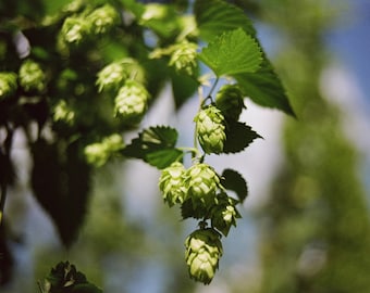 Hops, Organic, 15 Seeds, Humulus Lupulus Medicinal Herb & Culinary Herb Seeds Heirloom Non-gmo US Farm Free Shipping SmilingSeeds (no WA ID)