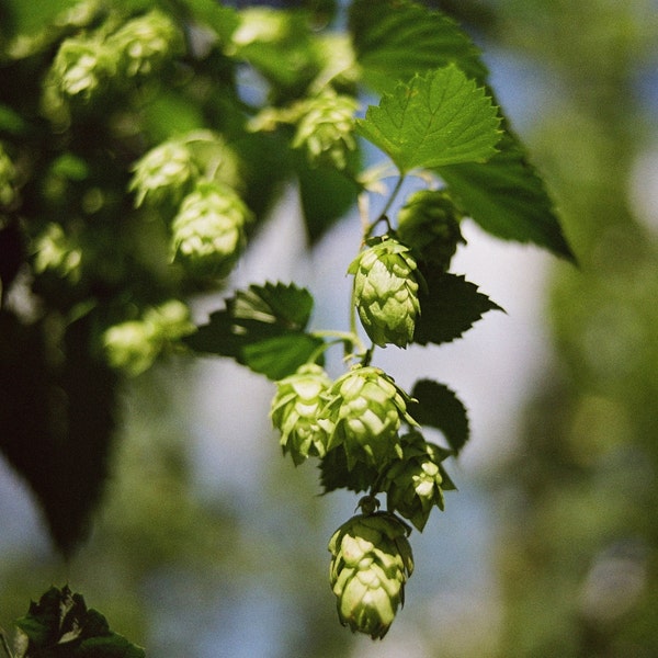 Hops, Organic, 15 Seeds, Humulus Lupulus Medicinal Herb & Culinary Herb Seeds Heirloom Non-gmo US Farm Free Shipping SmilingSeeds (no WA ID)