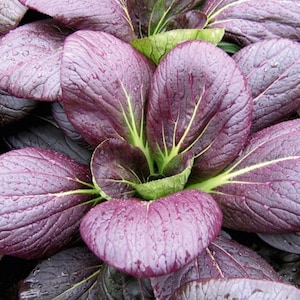 Purple Magic Pak Choi, 200 Seeds, Oriental Purple Bok Choy Green Stem Purple King Leafy Vegetable Heirloom Non-GMO US Farm Free Shipping