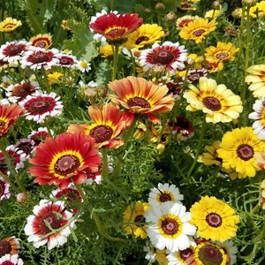 Painted Daisy, 200 Seeds, Tri-Color Chrysanthemum, Flowers Wildflower Seeds Mix Colors Heirloom Non-GMO US Farm Free Shipping SmilingSeeds