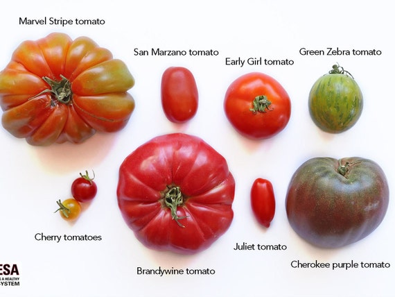 Red Brandywine Tomato, 50 Seeds, Juicy Red Tomato Seeds Large