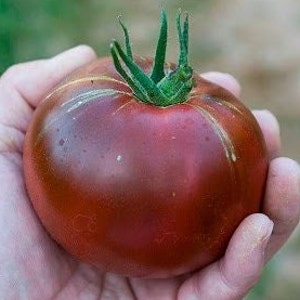 Black Prince Tomato, 25 Seeds, Russian Brown Tomato Seeds Large Fruit Heirloom Non-GMO Open Pollinated US Farm Free Shipping SmilingSeeds