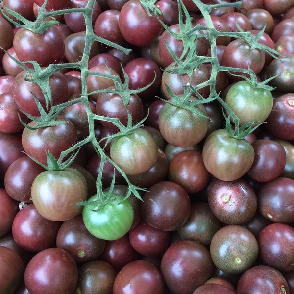 Chocolate Cherry Tomato, 25 Seeds, Brown Tomato Seeds Large Fruit Heirloom Non-GMO Open Pollinated US Farm Free Shipping SmilingSeeds