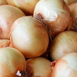 Yellow Sweet Spanish Onion, 200 Seeds, Utah Sweetest Onion Long-day Vegetable Heirloom Non-GMO US Farm Free Shipping SmilingSeeds