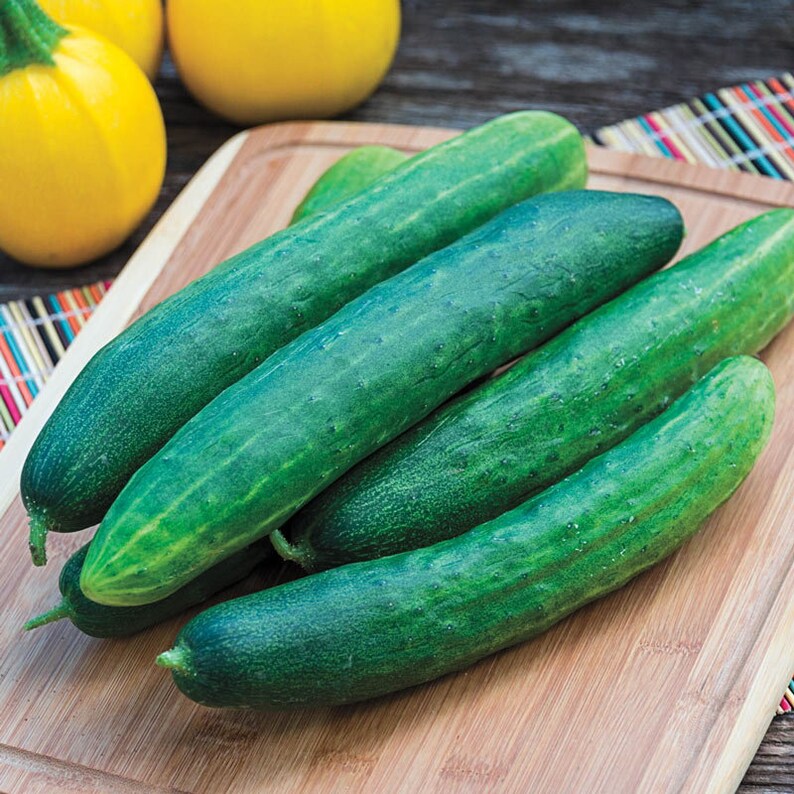Burpless Cucumber 30 Seeds Sweet Tender Green Cucumber Seeds Etsy