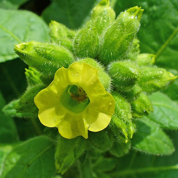 Hopi Tobacco, Organic, 200+ Seeds, Cultivated Tobacco Medicinal & Culinary Herb Seeds Heirloom Non-GMO US Farm Free Shipping SmilingSeeds