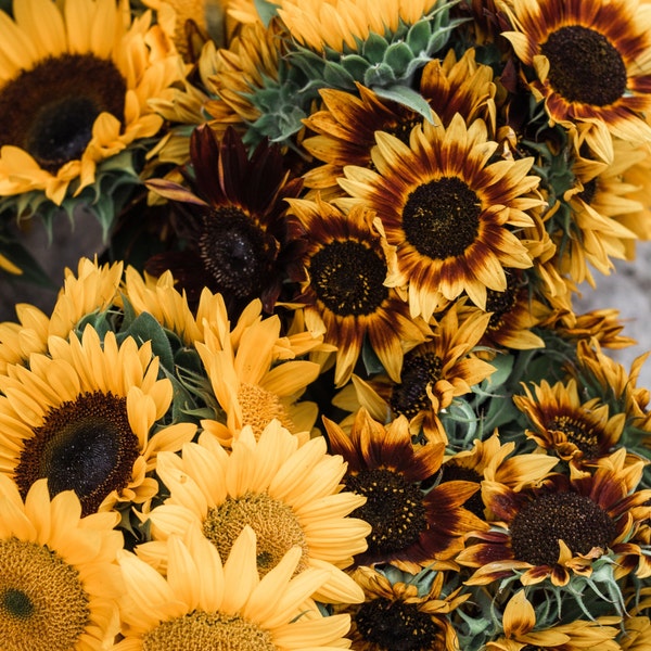 Rare Sunflower Seeds Etsy