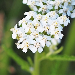 White Yarrow Achillea, 200-2400 Seeds, Medicinal & Culinary Herb Seeds Flower Seeds Heirloom Non-GMO Open-Pollinated US Farm Free Shipping