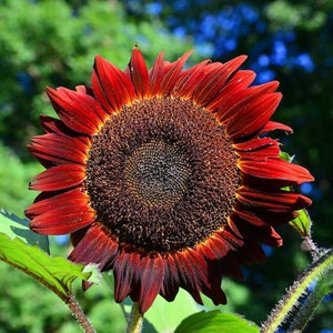 Chocolate Cherry Sunflowers Seeds, 50 Seeds, Rare Flowers Seeds Heirloom Non-GMO Open Pollinated US Farm Free Shipping SmilingSeeds