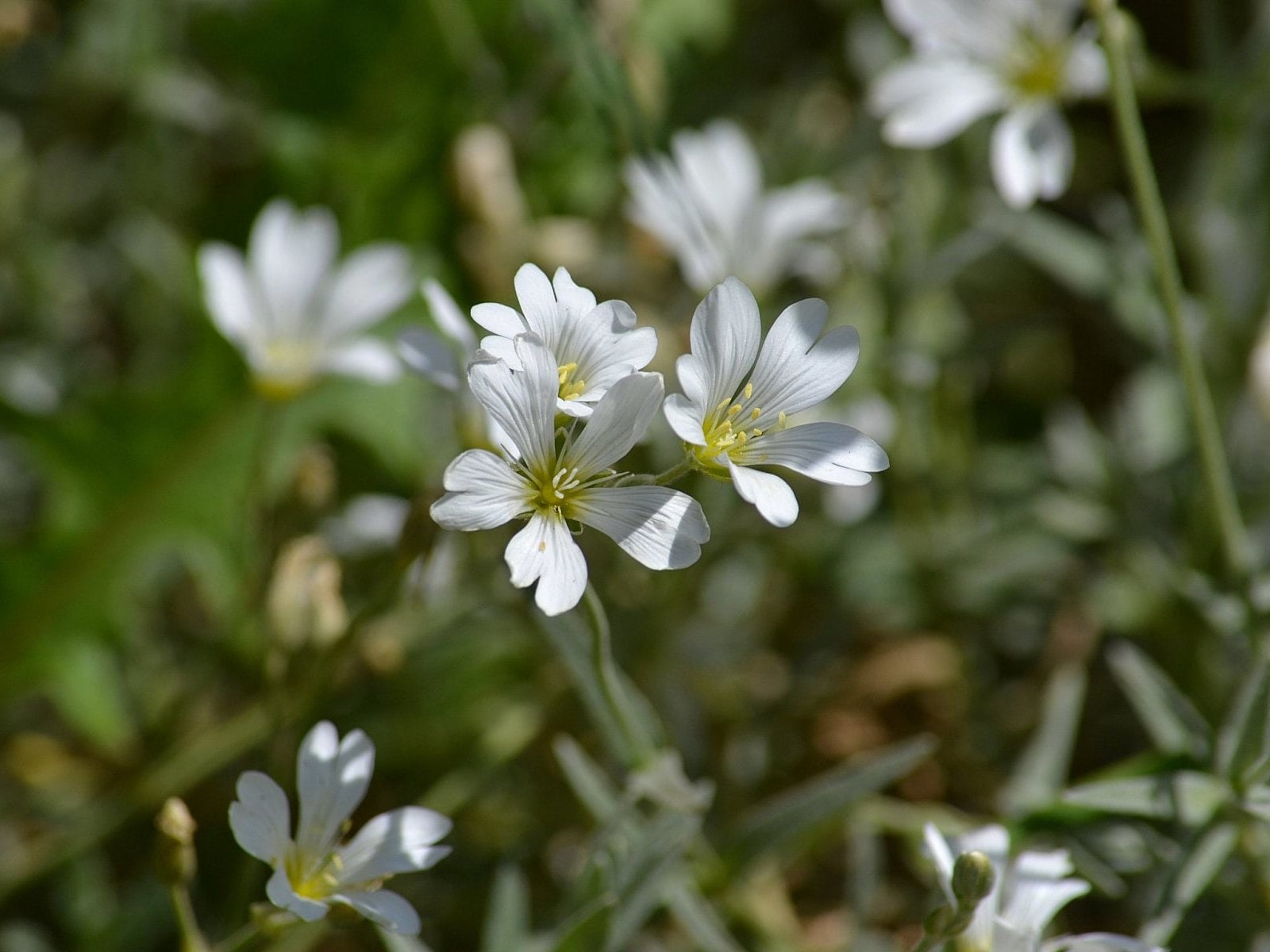 Chamomile Flowers, Soap Making Supplies, Also for Herbal Extracts