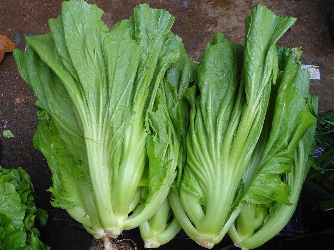Chinese Mustard gai Choy 200 Seeds Oriental Mustard Greens Etsy