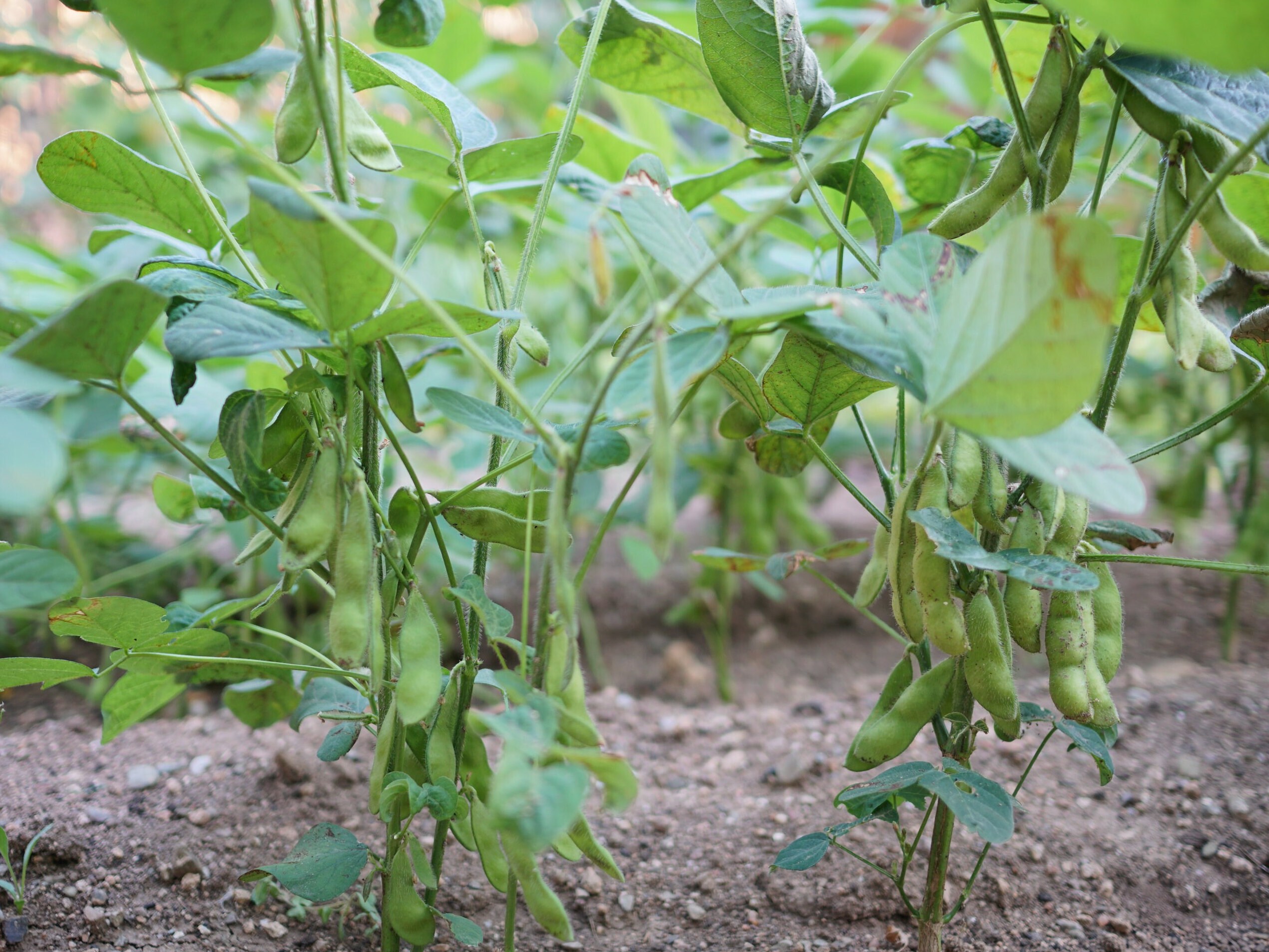 Edamame 20 Seeds Highly Productive Chinese Japanese Edamame Etsy